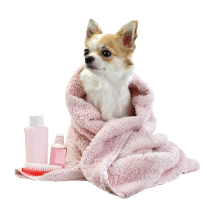 a chihuahua being groomed 